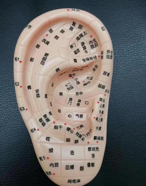 耳穴 特定穴位 经验穴