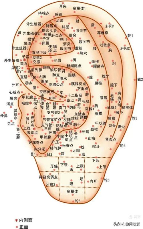 耳穴 特定穴位 经验穴