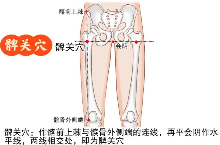 髀关 穴位 简单 准确