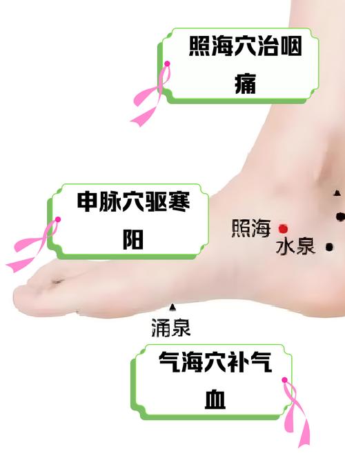 中极 阴陵泉 照海穴位