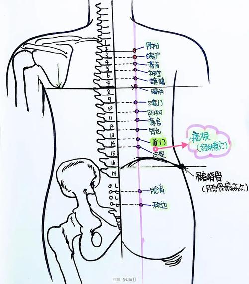 脊椎穴位及膀胱经穴位图