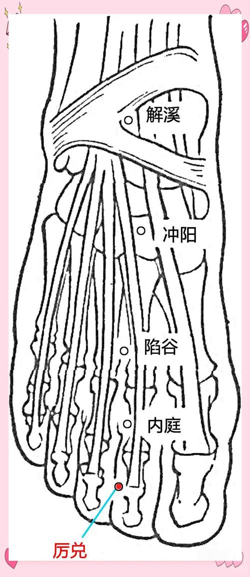 人体穴位历兑穴取穴位置