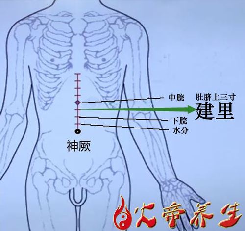 建里穴位两旁是什么穴位