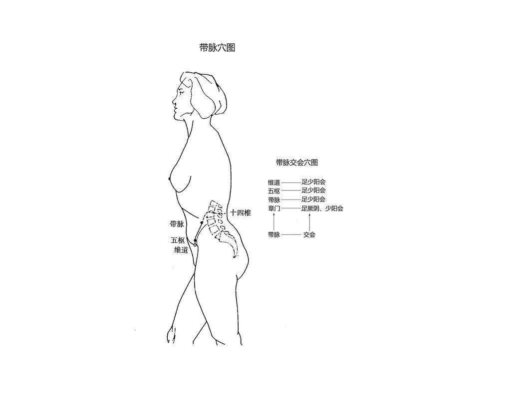 带脉穴位图全身穴位图谱
