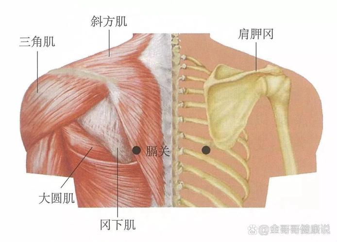 隔关穴位魂门穴位管什么