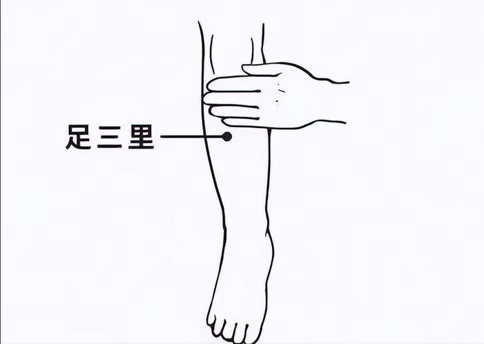 足三里的准确位置图穴位