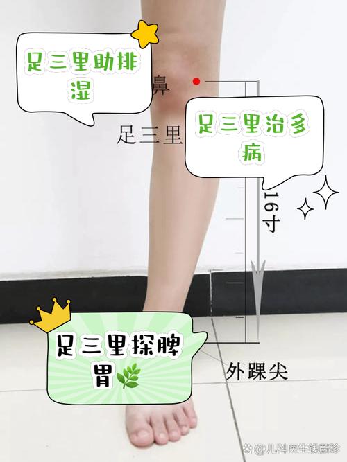 足三里的准确位置图穴位