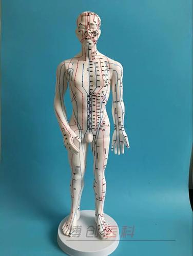 多媒体人体针灸穴位模型