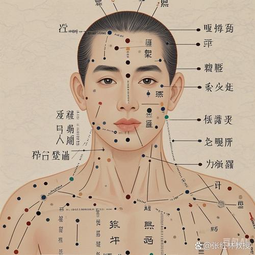头部穴位图解大全 高清