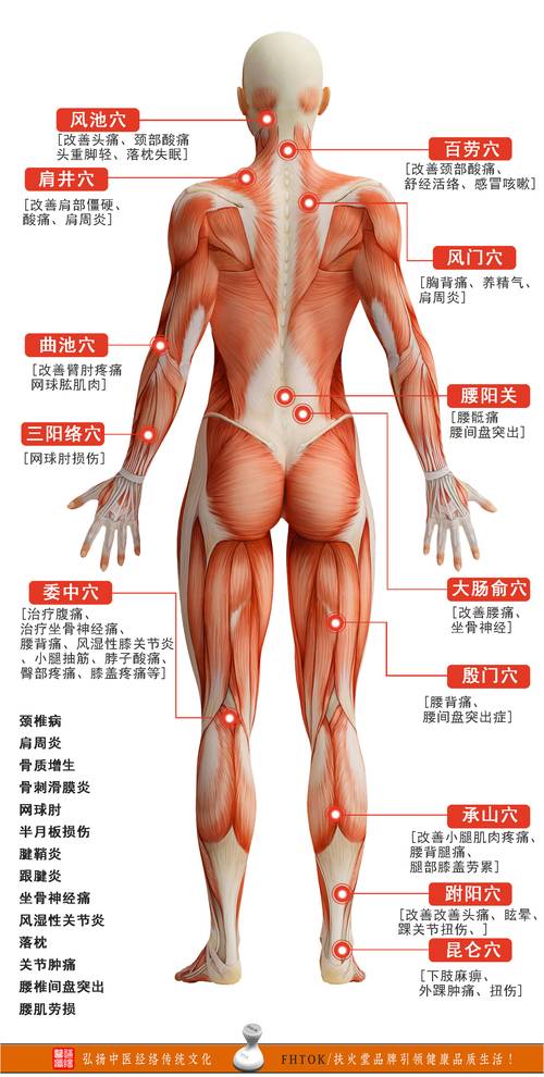 人体经络穴位图解pdf