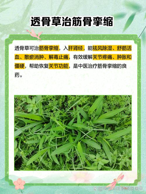 透骨草怎样治风湿类风湿