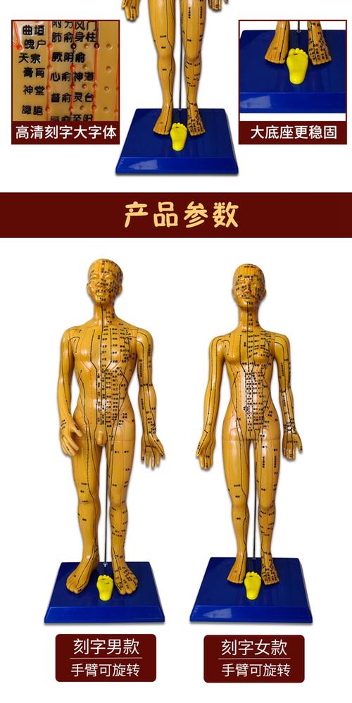 国产穴位发光模型电话