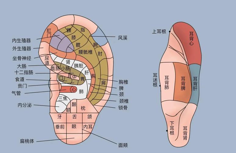 感冒引起耳朵堵塞穴位