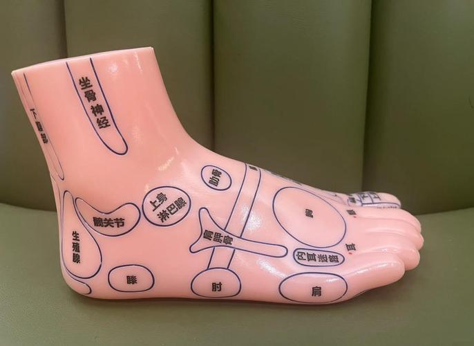 足底按摩哪个穴位减肥