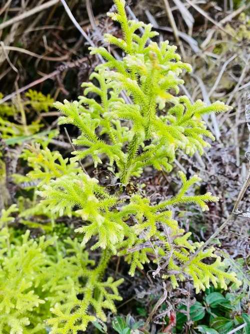 抗风湿及类风湿的中草药