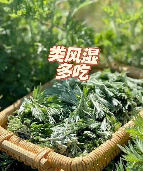 抗风湿及类风湿的中草药