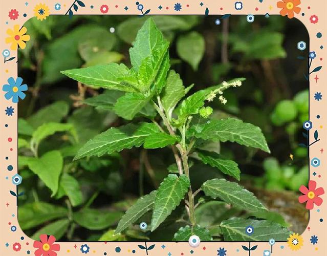 抗风湿及类风湿的中草药