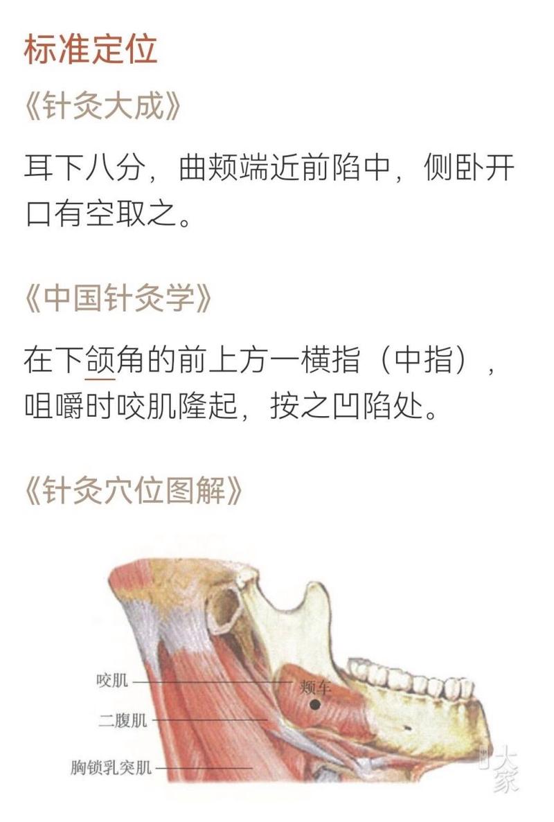 人体脸部按摩颊车穴位