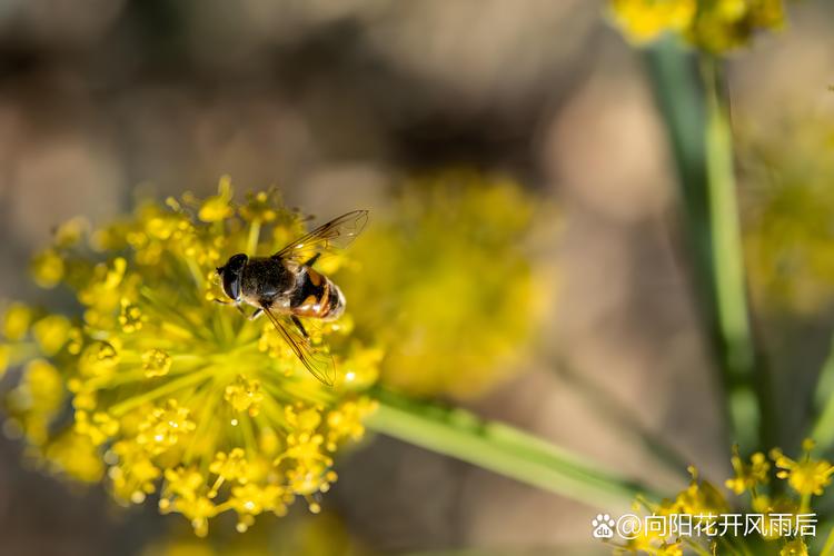 扎蜂毒能治风湿类风湿吗