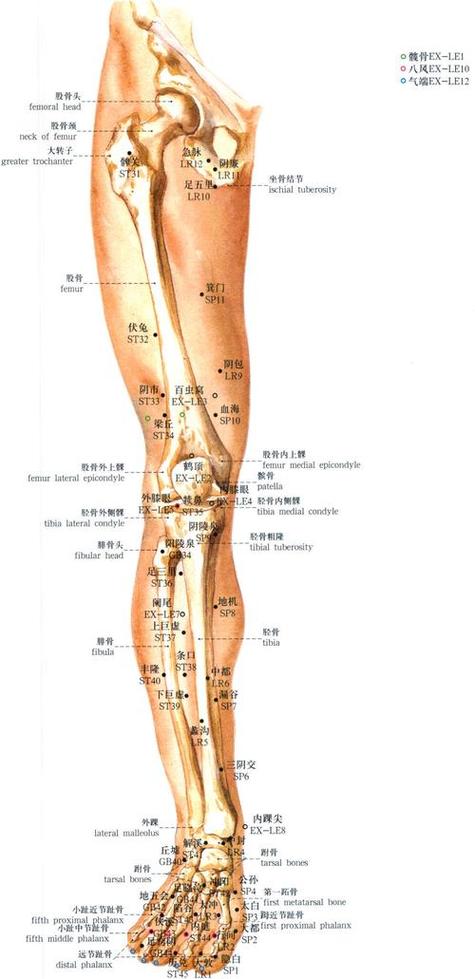 大腿外侧穴位按压刺痛