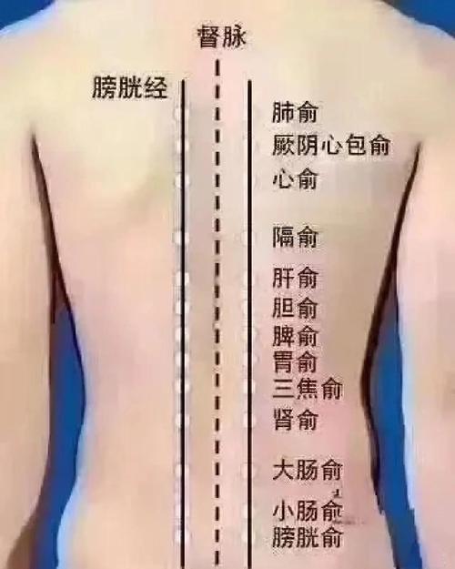 督脉 准确位置图穴位