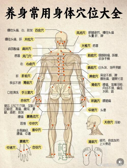 人体经脉分别多少穴位