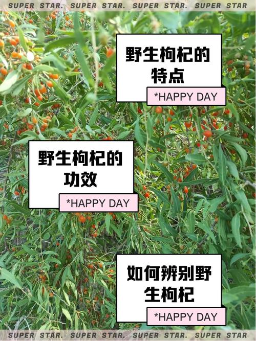 类风湿和风湿能吃枸杞吗