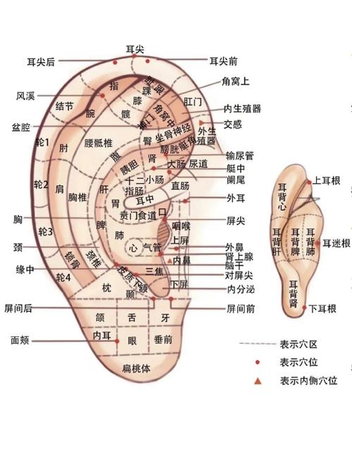 耳朵周围都有哪些穴位