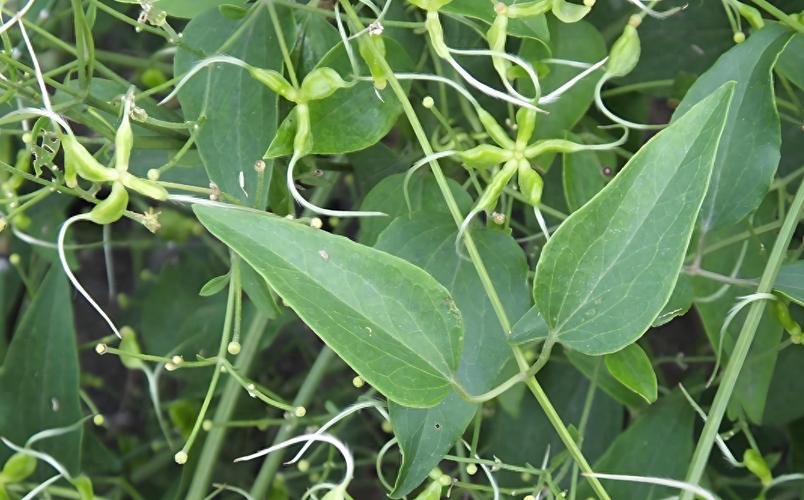 治疗风湿类风湿的中草药