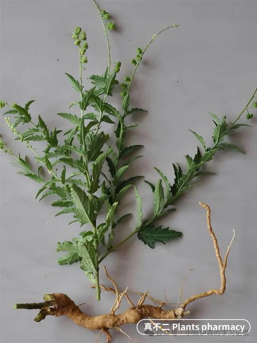 治疗风湿类风湿的中草药