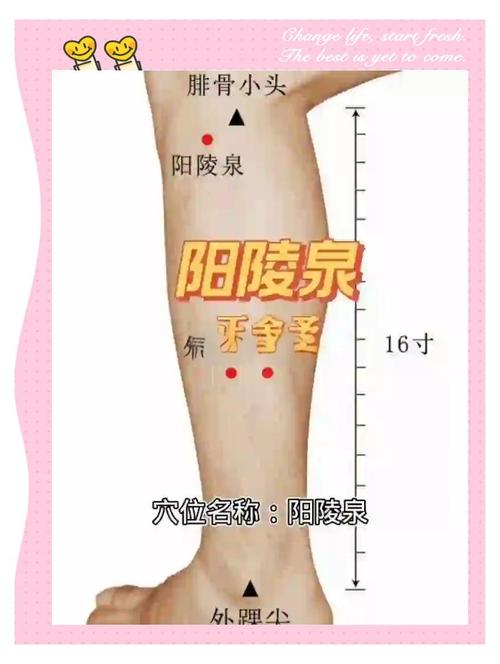 阳陵泉穴位有什么作用