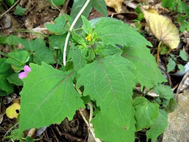 脑梗心梗喝什么草药最好