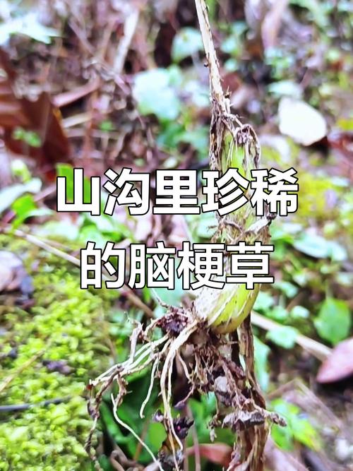 脑梗心梗喝什么草药最好