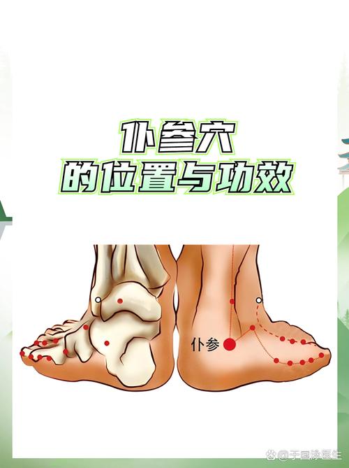 人体穴位 仆参 申脈