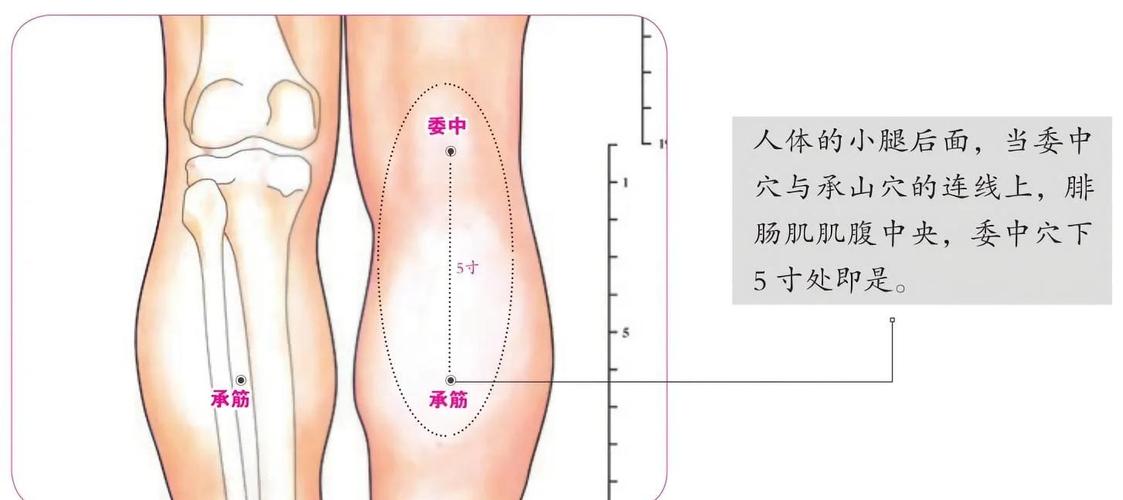 肌肉酸痛按摩哪个穴位