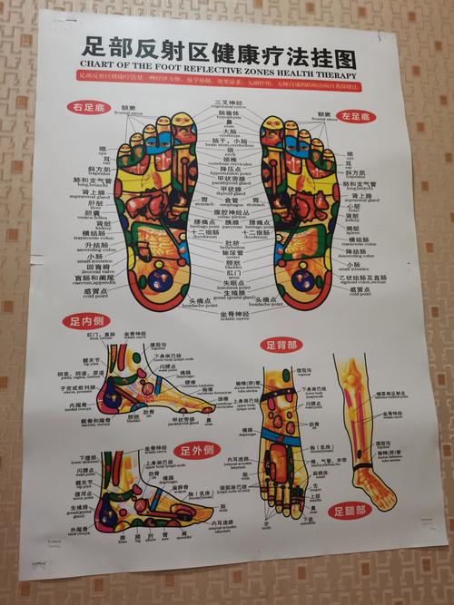 脚底穴位代表哪个器官