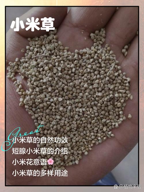 风湿类风湿不能吃小米吗