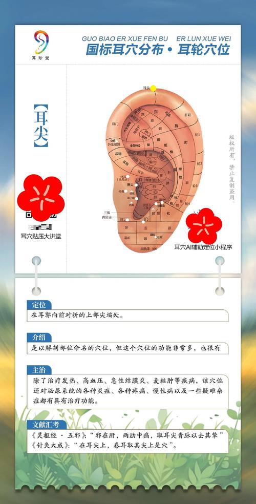 耳朵对折顶端穴位针刺