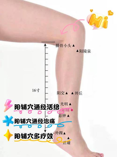 大腿侧面都有什么穴位