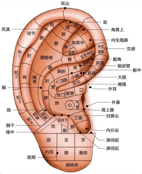 耳朵旁边都有什么穴位