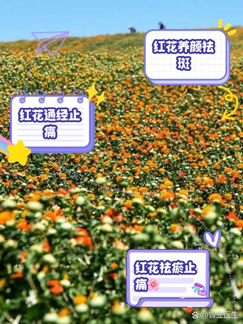 红花风湿可以治疗风湿吗