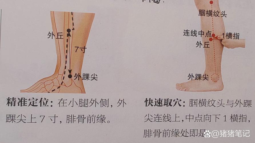 双小腿阳交 外丘穴位