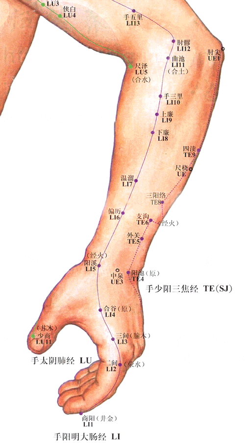 桥本甲亢艾灸什么穴位