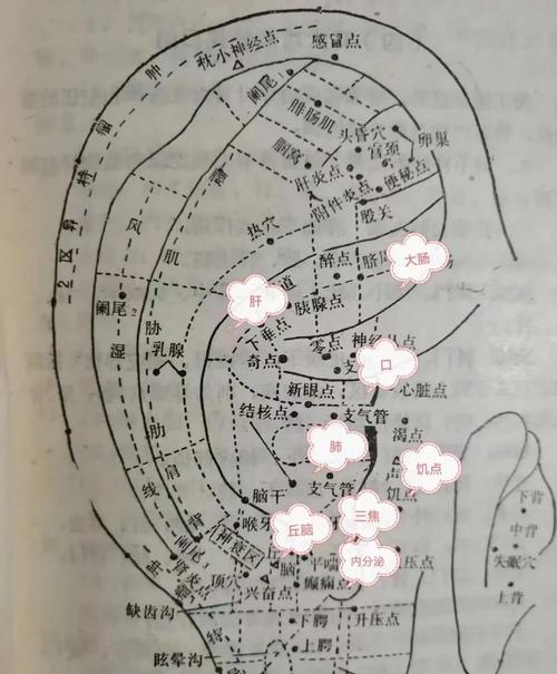 耳朵点按哪些穴位减肥