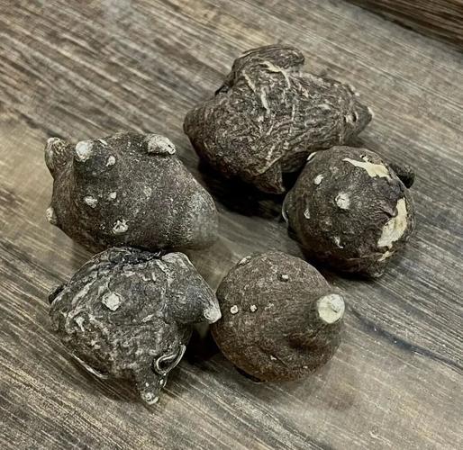 治疗风湿的中药材有哪些