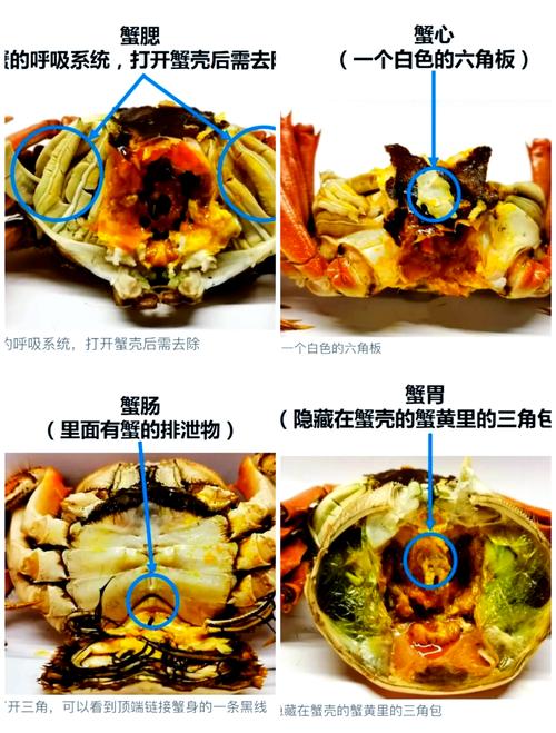 风湿关节炎可以吃螃蟹吗