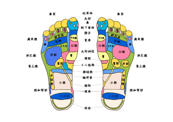 甲状腺对应脚上的穴位