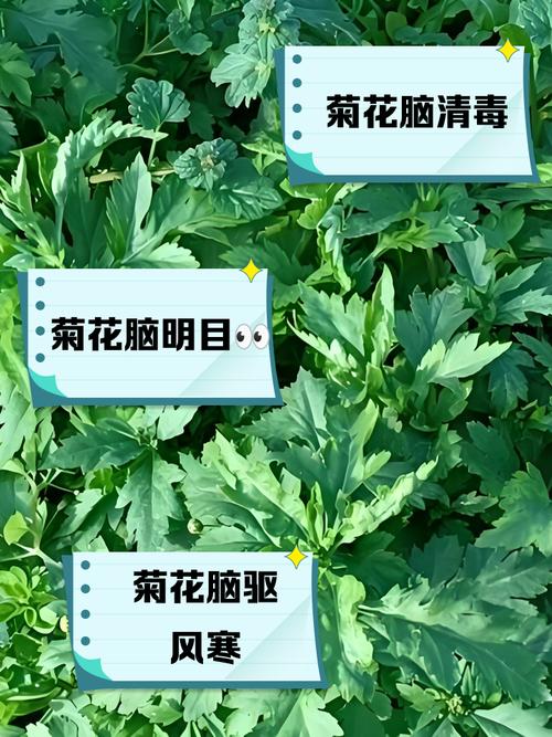 什么植物可以预防脑梗