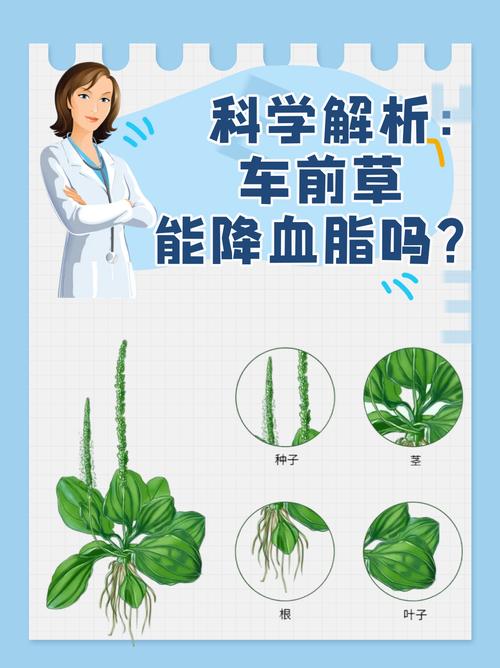 什么植物可以预防脑梗