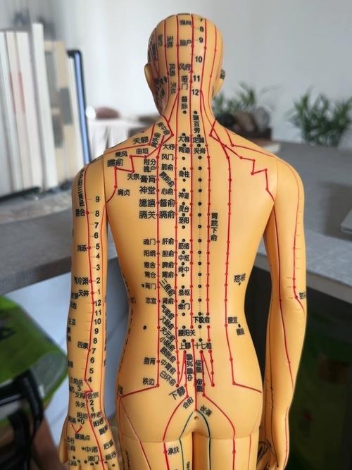针灸穴位男性真人挂图
